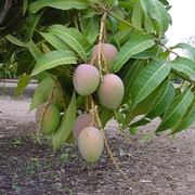 Capsule di Mango Africano
