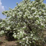 Caratteristiche della pianta di peperoncino
