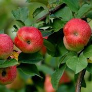 Caratteristiche e propriet nutritive del melone