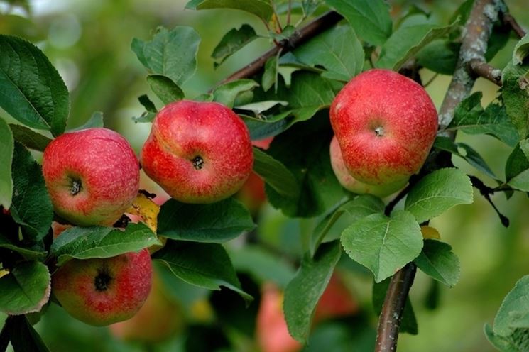 Caratteristiche e proprietà nutritive del melone