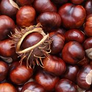 Castagne