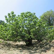Castagno-14