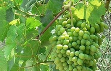 Ciclo biologico della vite uva