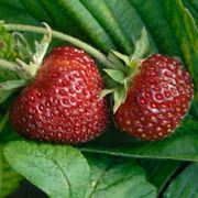 Come coltivare l'uva fragola