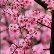Come creare il fiore di pesco