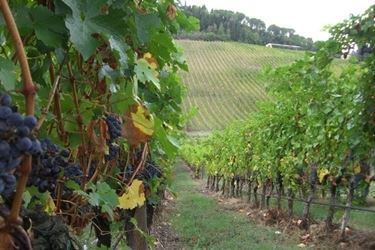 Come prendersi cura della vite: come potarla
