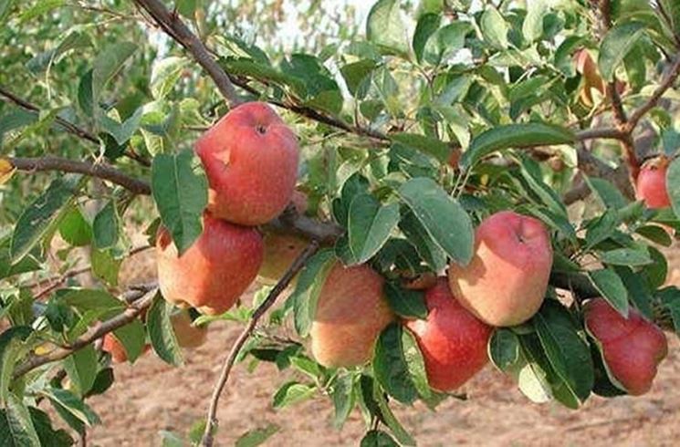 Concimazione melone