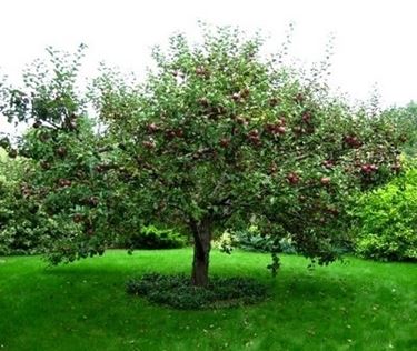 Domanda : albicocco e melo
