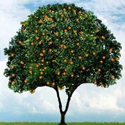 Domanda : Arancio, foglie arricciate