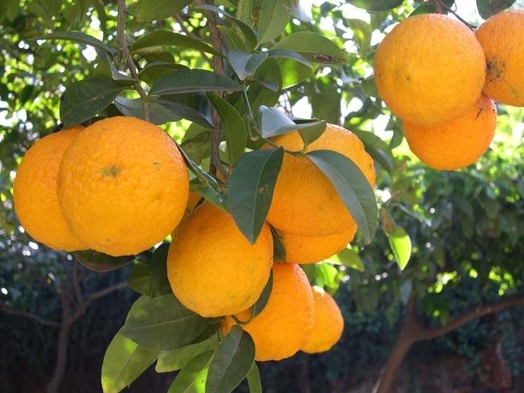 Domanda : Arancio