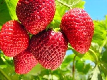 Domanda: cosa  successo alla mia fragola?