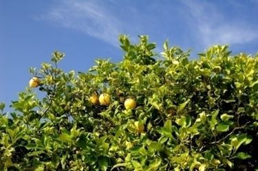 Domanda: il mio limone  spacciato?