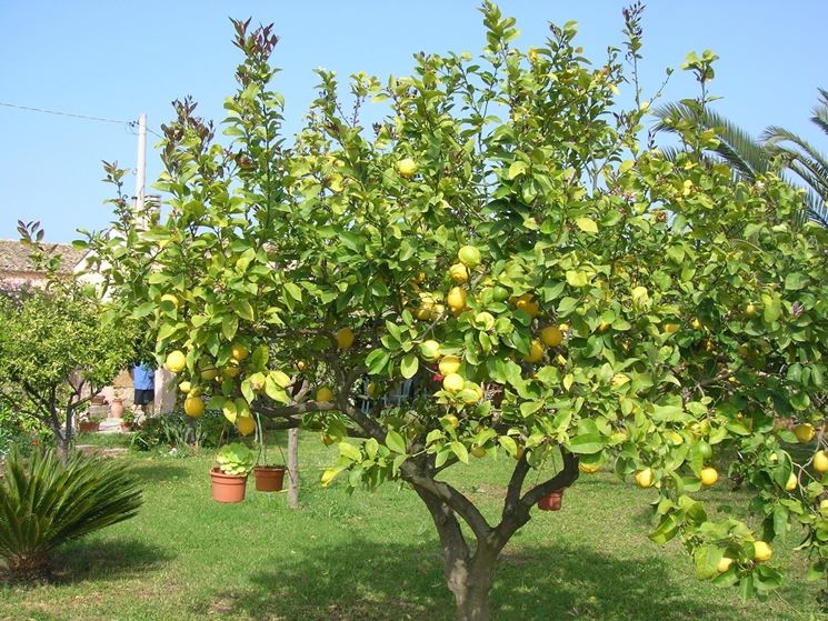 Domanda :  limone 