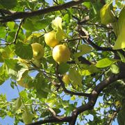 Domanda : limone in aiuola