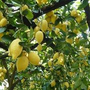 Domanda : limone non fa frutti