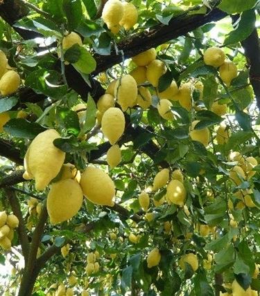Domanda : limone non fa frutti
