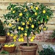 Domanda: Limone sul balcone
