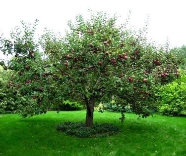 Domanda : melo malattia frutto