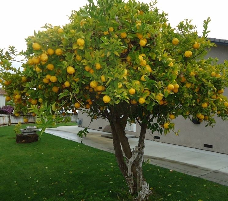 Domanda: Phytophthora del Limone?