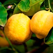 Domanda : PIANTA DI LIMONE