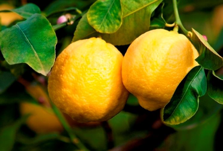 Domanda : PIANTA DI LIMONE