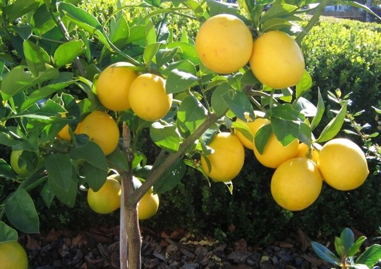Domanda : quando, quali e come effettuare i trattamenti antiparassittari al limone?