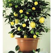 Domanda : spiantare un limone