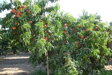 fiori pesco 