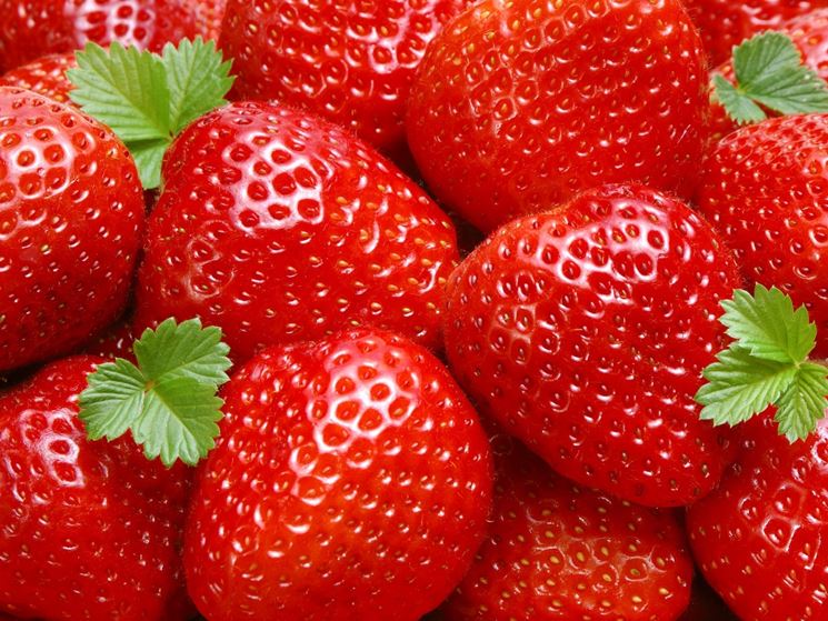 Fragola-13