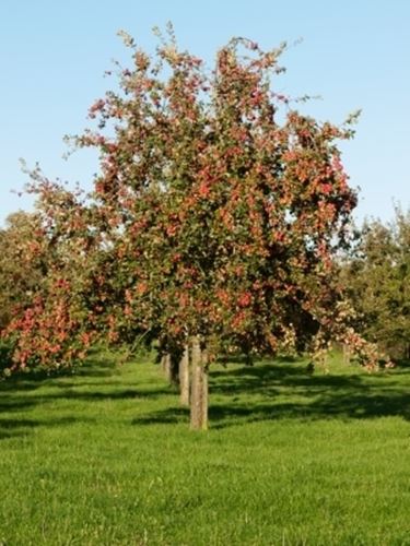 Il melone dei tuoi sogni