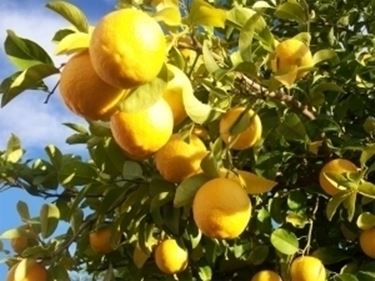 limone