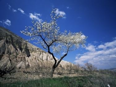 Mandorlo-26