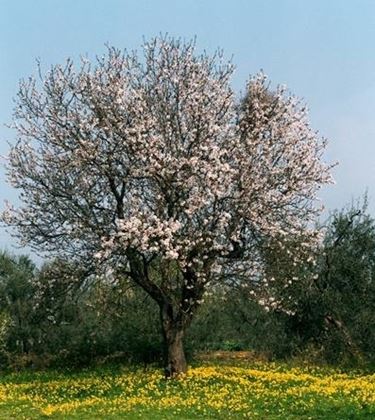 Mandorlo-27