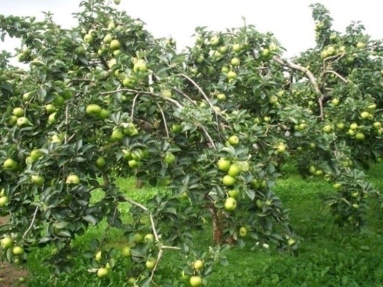Moltiplicazione melo