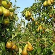 Peperoncino messicano: origini e storia