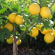 Risposta : il limone