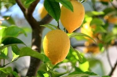 Risposta: la potatura del limone