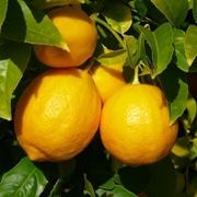 Risposta : limone sul terrazzo
