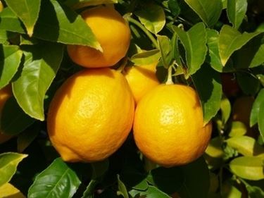 Risposta : limone sul terrazzo