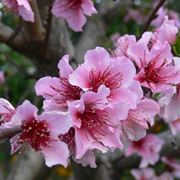 Risposta : pesco senza fiori