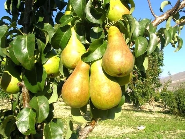 Risposta: potatura del pero