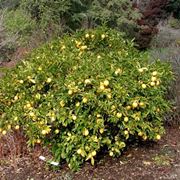 Risposta : problemi per il limone