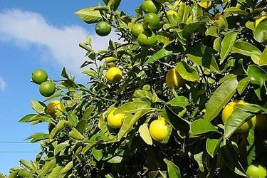 Risposta: quanto annaffiare il limone