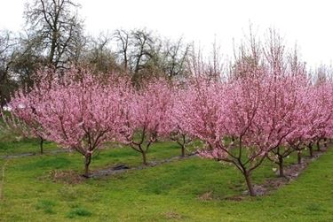 Risposta : ramo di pesco