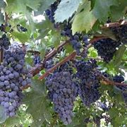 Risposta : TRONCO DI VITE