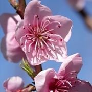 significato fiori di pesco 