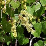 Sintomi attacco peronospora sulle foglie della vite