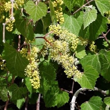 Sintomi attacco peronospora sulle foglie della vite