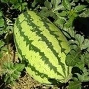 Anguria-11