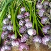 Aglio di vessalico
